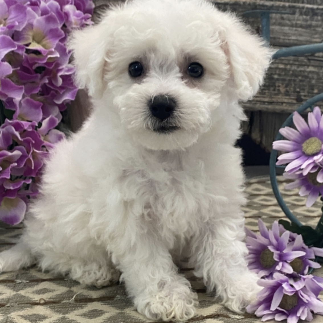 comprar cachorros sanos, baratos y asequibles para la venta